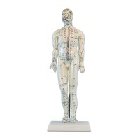 Modello anatomico del corpo umano maschile 46 cm: 361 punti di agopuntura e 80 punti curiosi